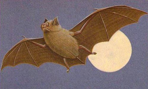 La sexualité d&rsquo;une chauve souris&nbsp;câline